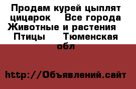 Продам курей цыплят,цицарок. - Все города Животные и растения » Птицы   . Тюменская обл.